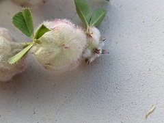 Trifolium tomentosum