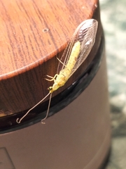 Italochrysa insignis