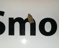 Neocalyptis affinisana