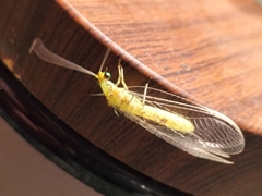 Italochrysa insignis