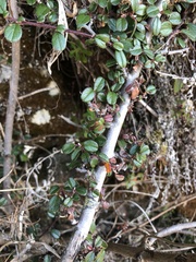Cotoneaster morrisonensis