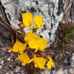 Disa tenuifolia