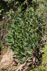 Cistanthe grandiflora
