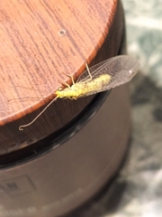 Italochrysa insignis