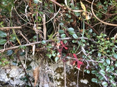 Cotoneaster morrisonensis