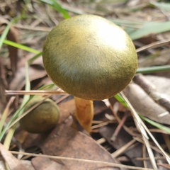 Cortinarius austrovenetus