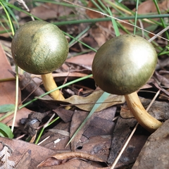 Cortinarius austrovenetus