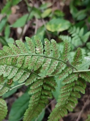 Dryopteris sparsa