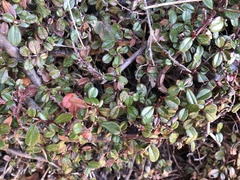 Cotoneaster morrisonensis