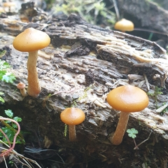 Galerina patagonica