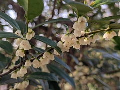 Eurya japonica