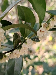Eurya japonica