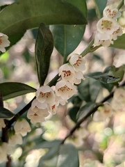 Eurya japonica