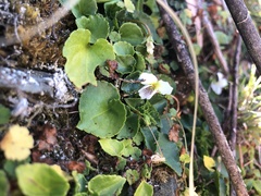 Viola adenothrix tsugitakaensis