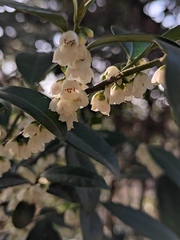 Eurya japonica