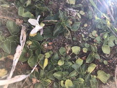 Viola adenothrix tsugitakaensis