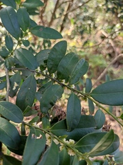 Eurya japonica