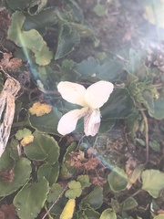 Viola adenothrix tsugitakaensis