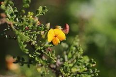 Adesmia confusa
