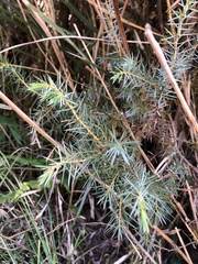 Juniperus formosana