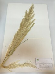 Cortaderia rudiuscula