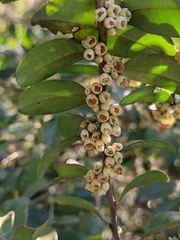 Eurya japonica