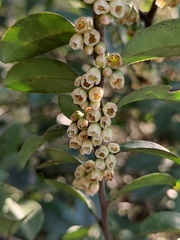 Eurya japonica