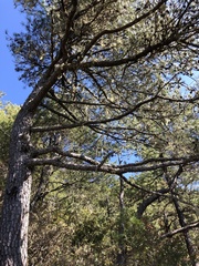 Pinus taiwanensis