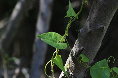 Dioscorea humifusa