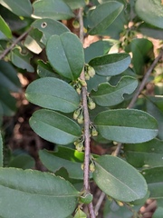 Eurya japonica