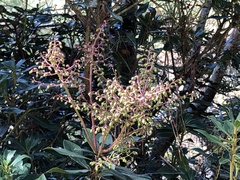 Pieris japonica taiwanensis