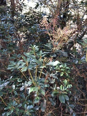 Pieris japonica taiwanensis