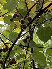 Actinidia