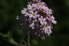 Glandularia laciniata