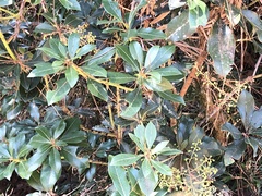 Pieris japonica taiwanensis