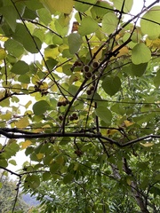 Actinidia