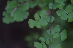 Adiantum excisum