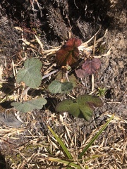 Rubus formosensis
