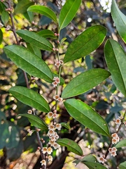 Eurya japonica