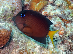 Ctenochaetus binotatus