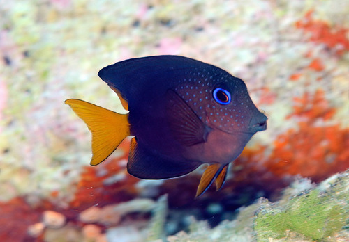 Twospot surgeonfish (Ctenochaetus binotatus) — Acanthuridae — 3