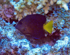 Ctenochaetus binotatus