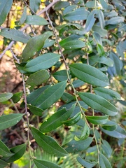 Eurya japonica