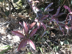 Photinia niitakayamensis