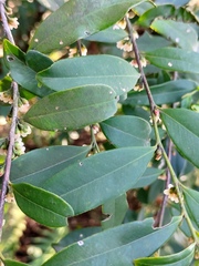 Eurya japonica