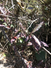 Photinia niitakayamensis