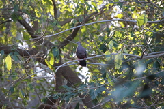 Patagioenas araucana