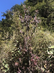 Photinia niitakayamensis