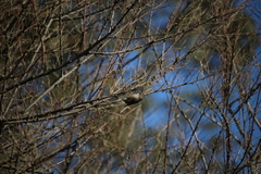 Leptasthenura aegithaloides