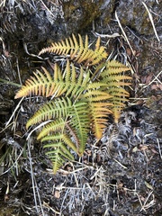 Pteridium aquilinum wightianum
